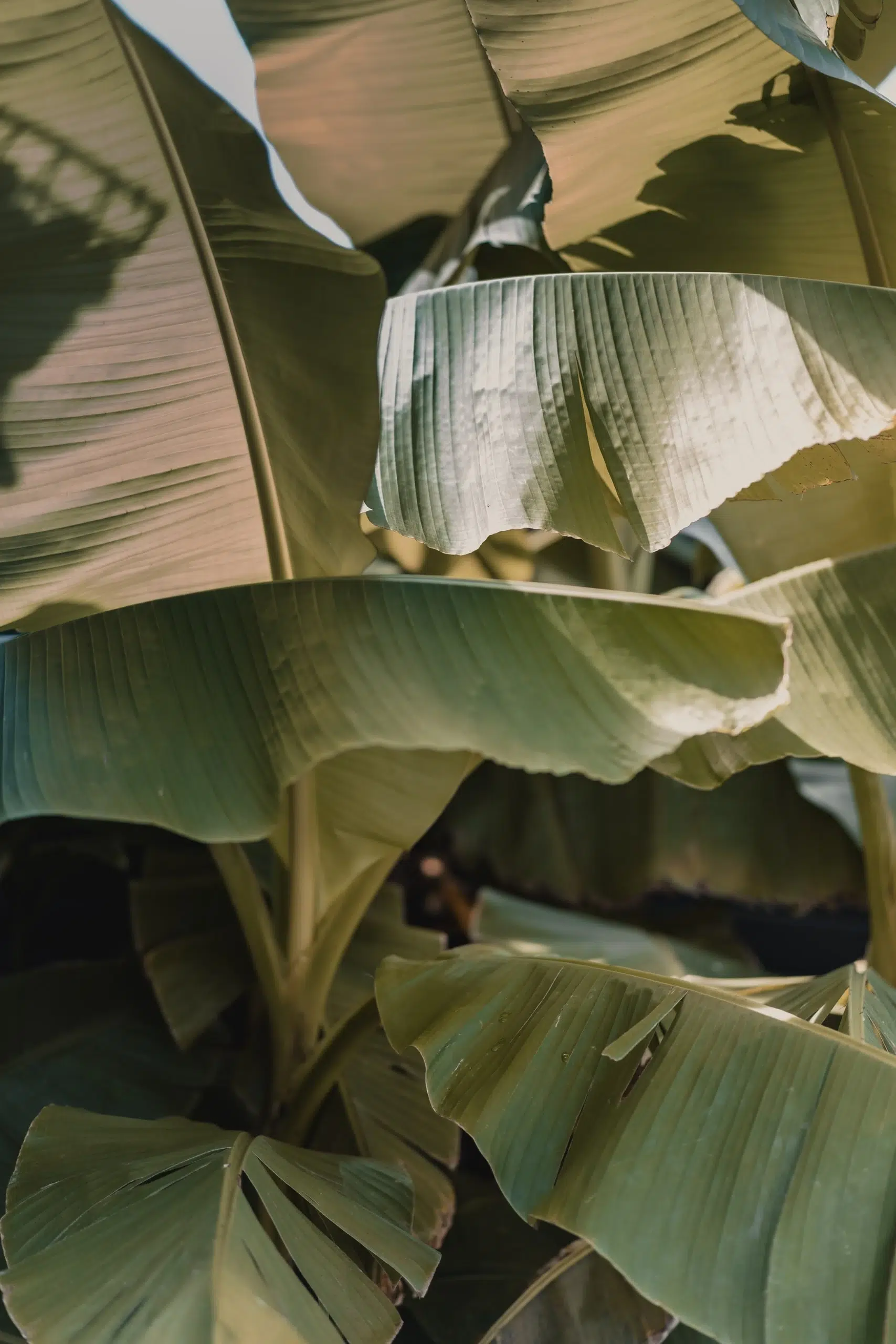 Mariage d’Elsa et Ben à la Ferme Weyerbach - Dietwiller, Haut-Rhin, Alsace