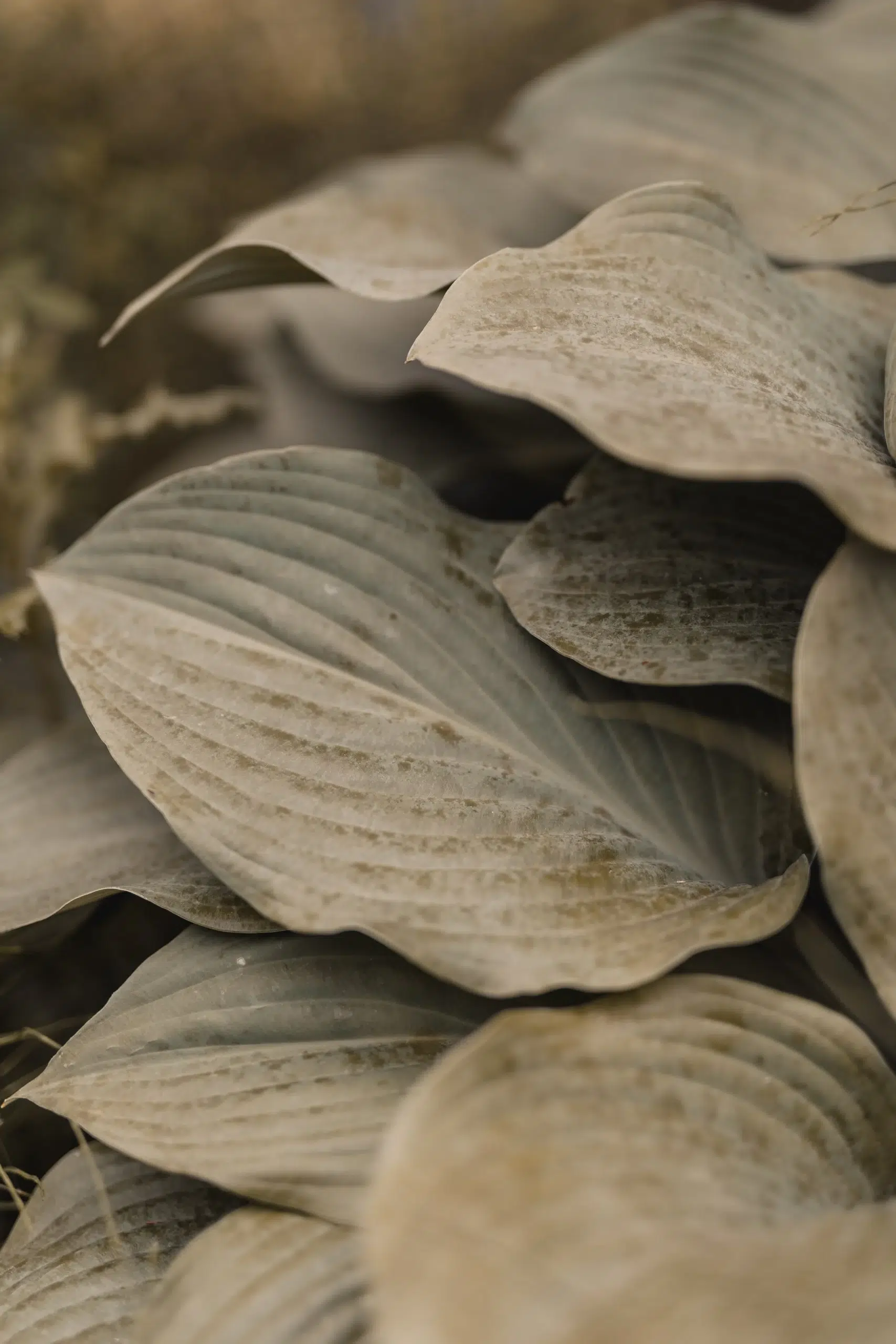 Mariage de Marjolaine et Dylan au Domaine de La Mangue - Granges-le-Bourg, Haute-Saône, Franche-Comté
